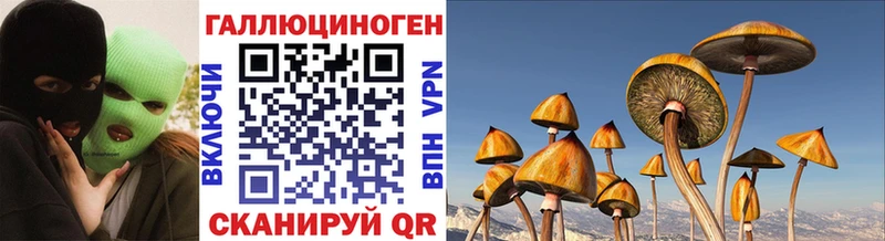 продажа наркотиков  Бердск  Галлюциногенные грибы Psilocybine cubensis 
